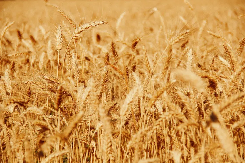 Close view of a ripe, golden wheat field.